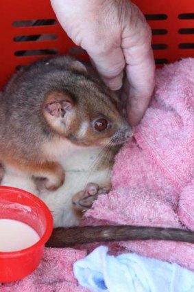A brushtail possum rescued from bushfires on the NSW central coast.