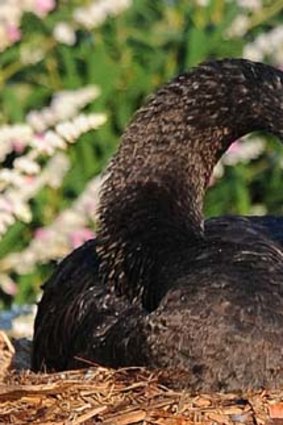 A male black swan sits on a nest in Queens Park Moonee Ponds after its mate was fatally injured.