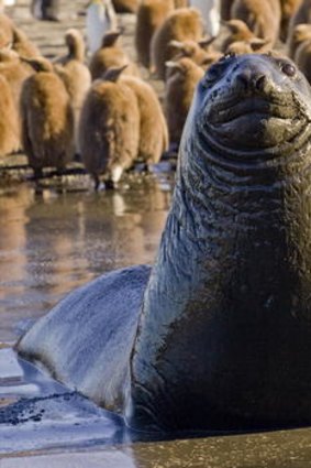 An elephant seal colony.