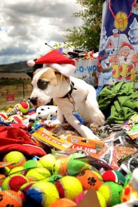 A lovable pup from the Weston RSPCA takes stock of the Christmas presents provided by Marco.