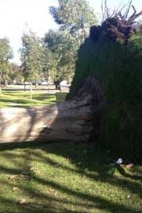 An uprooted on the Tan in the Domain.