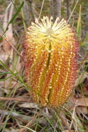 One of thousands of flowering banksias along the Box Vale track