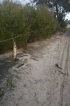 Rabbit hung by its ears on barbed wire.