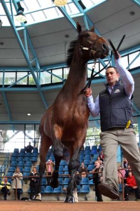 Look at me: Black Caviar's half-brother, by Redoute's Choice, will be sold on Tuesday.