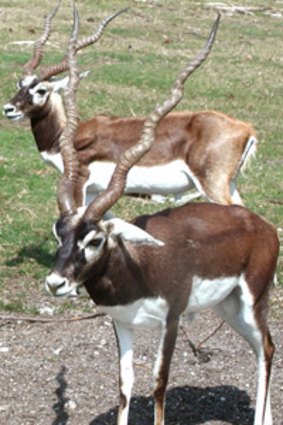 Blackbuck antelope.