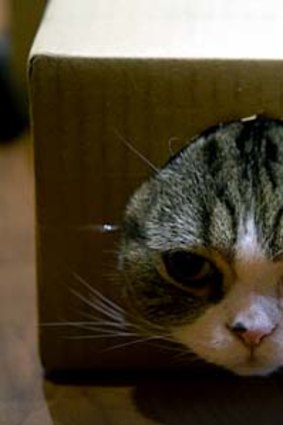 Internet sensation Maru likes to play with boxes.