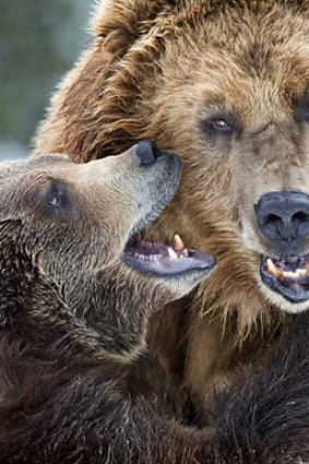 Grizzly bears make their home in the park.