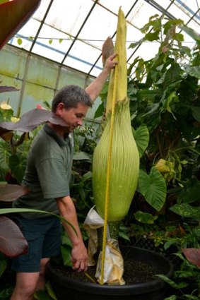 Royal Botanic Gardens nursery technician Chris Jenek monitors the growth of the second titan arum.