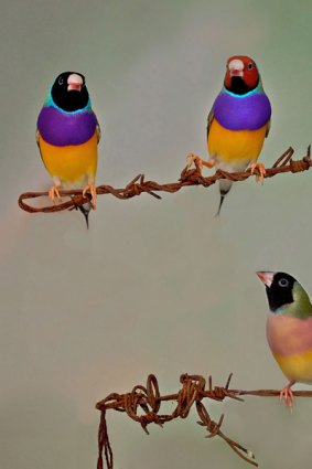 Decisions, decisions .... a female Gouldian finch chooses between black and red males.