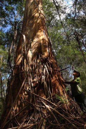 Tama Green, a protester in the Goolengook logging dispute, admires a mighty eucalypt.