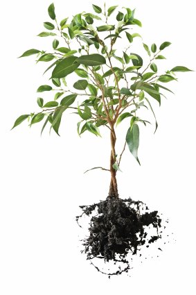 Protecting the roots is the key to successful transplanting. 
