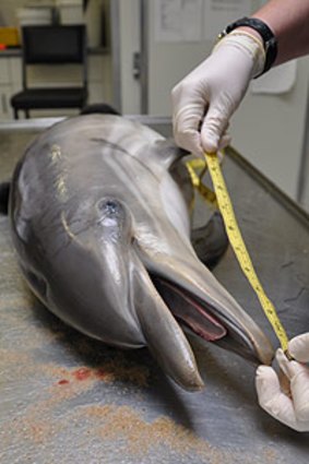 Tests on this dolphin showed she had fatal injuries consistent with a boat or jet-ski strike.
