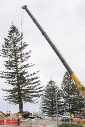 A large crane was required to erect the Norfolk Pine.