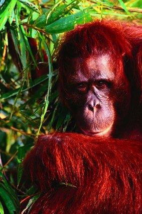 Jungle sanctuary ... an old orang-utan in Tanjung Puting National Park.