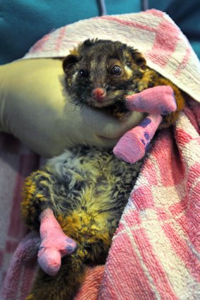 Animals being treated with the utmost care at Healesville Sanctuary include a ringtail possum.