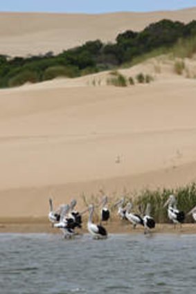 Pelicans at the Coorong lagoons, South Australia.