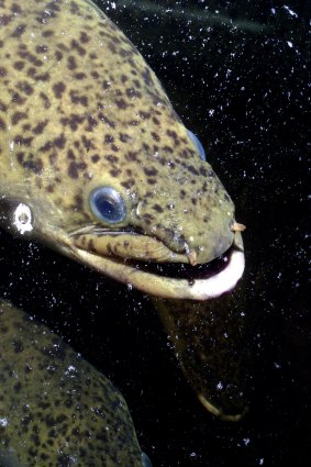 Remarkable science trick: electric eels can double the shock prey get by curling around.