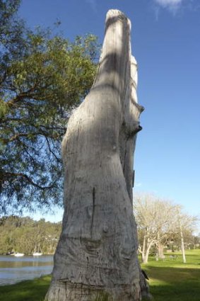 Nelligen's bushranger tree.