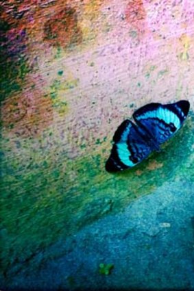 Native to Ecuador ... Morpho butterflies.