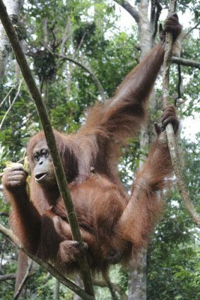 An orangutan in Bukit Lawang.