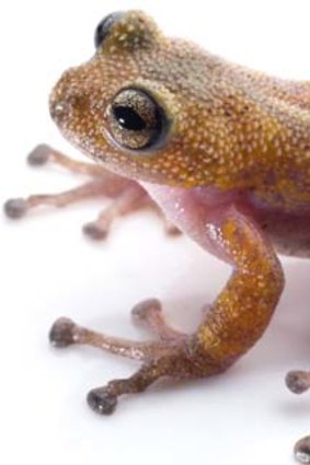 Trade off: The thorny tree frog lives in tree holes on top of mountains in Central Vietnam.