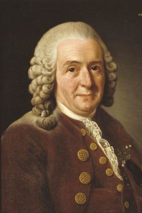 Carl Linnaeus: botanist and Wikipedia star.