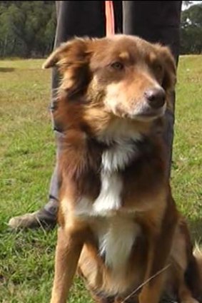 Long store haired kelpie