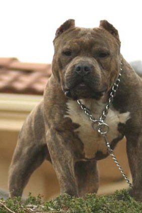 Blue staffy hot sale cross pitbull