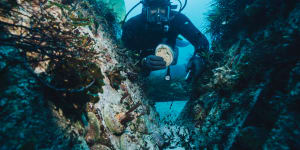 World-first local abalone farm capitalises on Chinese new year