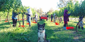 Mollie the dog oversees work at Murrumbateman Winery.