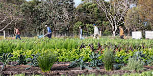 A study of Farm My School participants suggests gardening helps create a healthier gut microbiome.