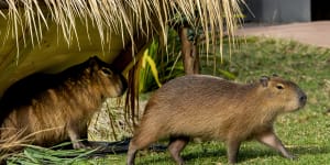 Taronga Zoo's latest addition are five capybaras,named Pedro,Guillermo,Sanchez,Carlos and Rodney.