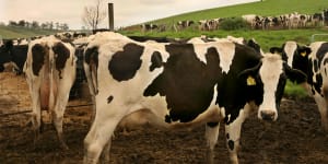 The Albanese government has launched a controversial reform,which will result in a sector wide plan for agriculture to cut its greenhouse emissions,which are mostly generated by methane-laden burps from livestock. 