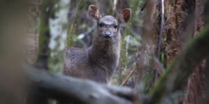 A feral deer in Sherbrooke Forrest,Victoria.