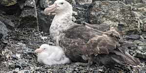 A southern giant petrel,the type of sub-Antarctic migratory bird washing up on Australian beaches infected by bird flu.