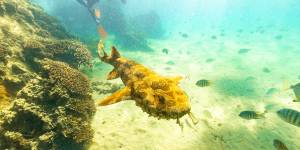The wrecks are a haven for marine life.