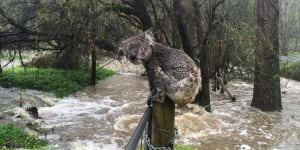 We saw drought and fire ravage koalas but thought they could climb free of floodwaters ... until now