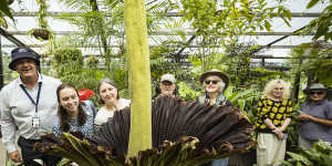 Corpse flower blooms in Geelong,revealing its putrid ‘dead possum’ stench