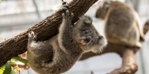 Calls to reverse'absurd'rule on endangered species,boost koala aid