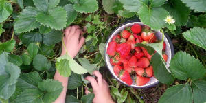 Strawberry needle scandal:Where to #pickapunnet in Perth