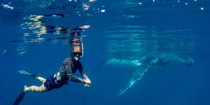 Swim with whales off Ningaloo Reef:The Humpback highway