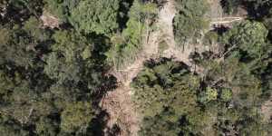 A native forest logging site in Wild Cattle Creek State Forest,part of the assessment area for the Great Koala National Park.