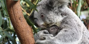 State government promises millions to rescue endangered koalas