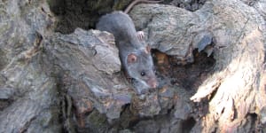 The false water rat is neither truly aquatic nor a rat – more a mouse,