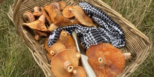 Mushrooms from Fable Foods’ mushroom tours:The start-up has closed its Series A fundraising round.