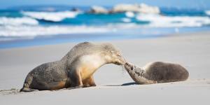 Seal Bay Conservation Park,Kangaroo Island.