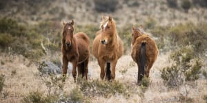 ‘We have to act now’:States,feds unite to cut feral horse numbers in Alps