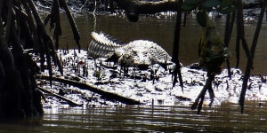 Fisherman'spent the night up a tree'after being stranded near croc-infested creek