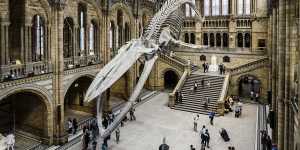 A blue whale skeleton at the British Natural History Museum. 