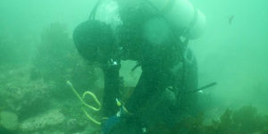 A diver performs maintenance checks on a Telstra internet cable.